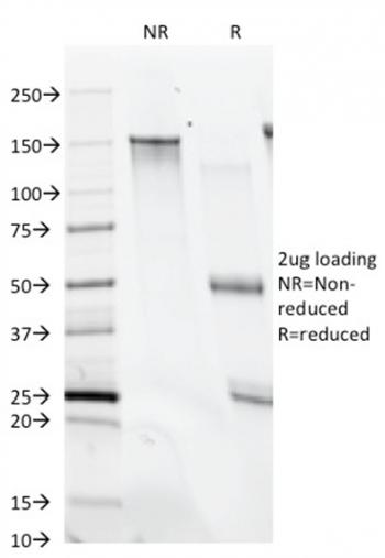 Anti-CD28 Monoclonal Antibody(Clone: C28/74)