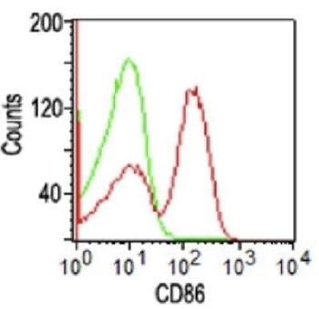 Anti-CD86 (Dendritic Cells Maturation Marker) Monoclonal Antibody(Clone: BU63) FITC conjugated-FITC