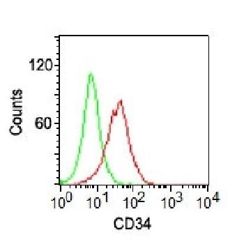 Anti-CD34 (Hematopoietic Stem Cell & Endothelial Marker) Monoclonal Antibody(Clone: ICO-115)-CF488