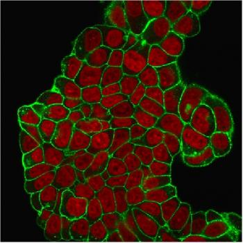 Anti-CD47 / IAP (Integrin Associated Protein) Monoclonal Antibody(Clone: B6H12.2)