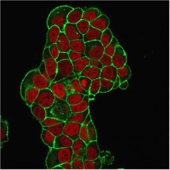 Anti-CD47 / IAP (Integrin Associated Protein) Monoclonal Antibody(Clone: IAP/964)