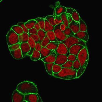 Anti-CD47 / IAP (Integrin Associated Protein) Monoclonal Antibody(Clone: IAP/964 + B6H12.2)