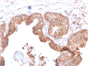 Anti-CD47 / IAP (Integrin Associated Protein) Monoclonal Antibody(Clone: CD47/2937)