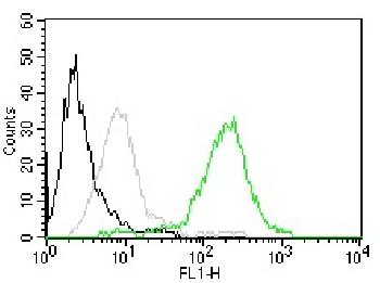 Anti-CD63 (Late Endosomes Marker) Monoclonal Antibody(Clone: MX-49.129.5)-CF488