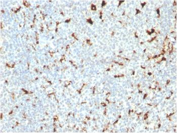 Anti-CD68 (Macrophage Marker) Monoclonal Antibody(Clone: C68/2511)