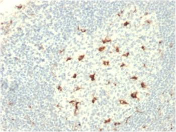 Anti-CD68 (Macrophage Marker) Monoclonal Antibody(Clone: C68/2709)