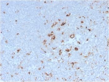 Anti-CD68 (Macrophage Marker) Monoclonal Antibody(Clone: C68/2908R)