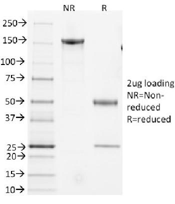 Anti-CD3e, Mouse Monoclonal Antibody(Clone: 145-2C11)