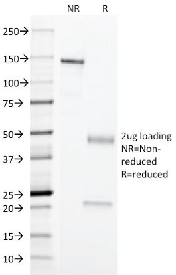 Anti-Erythrocyte Specific Monoclonal Antibody(Clone: SFL23.6)