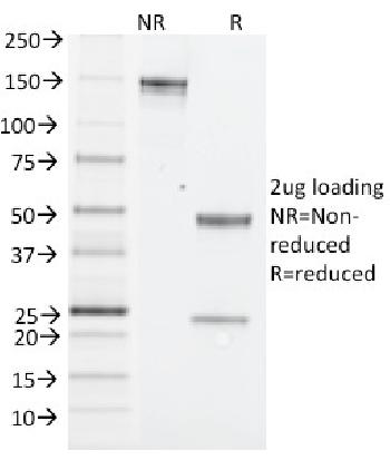 Anti-NK1.1 / CD161c / Klrb1c, Mouse Monoclonal Antibody(Clone: PK136)