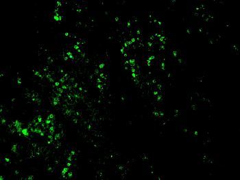 Anti-Bromodeoxyuridine (BrdU) (Proliferation Marker) Monoclonal Antibody(Clone: BRD469)-CF488