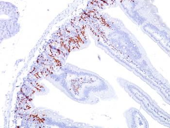 Anti-Bromodeoxyuridine (BrdU) (Proliferation Marker) Monoclonal Antibody(Clone: BU20a)