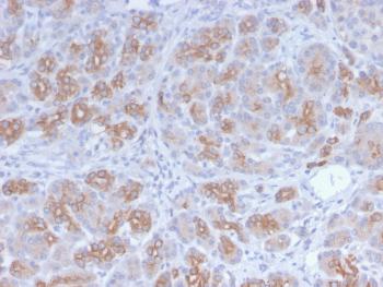 Anti-Golgi Complex (Marker for Human Cells) Monoclonal Antibody(Clone: GLG1/2829R)