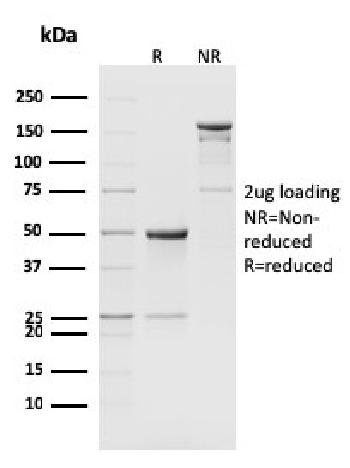 Anti-CD8b, Mouse Monoclonal Antibody(Clone: H35-17.2)