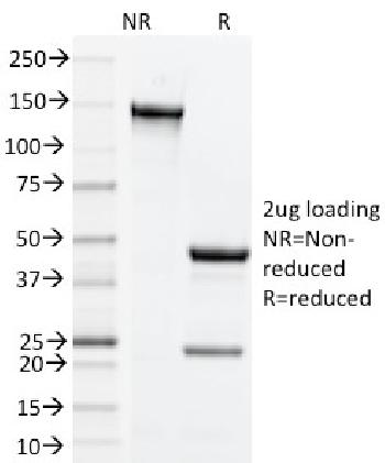 Anti-CD134, Mouse (OX40) Monoclonal Antibody(Clone: OX-86)