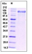 Human HER2 / ErbB2 Recombinant Protein (Fc Tag)(Discontinued)