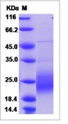 Human GM-CSF / CSF2 Recombinant Protein(Discontinued)