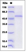 Human CLEC4N / CLEC6A / Dectin-2 Recombinant Protein (Fc Tag)(Discontinued)