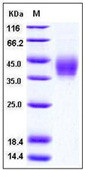 Human B7-DC / PD-L2 / CD273 Recombinant Protein (His Tag)(Discontinued)