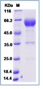 Human PD1 / PDCD1 / CD279 Recombinant Protein (Fc Tag)(Discontinued)