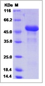 Human TNFSF14 / LIGHT / CD258 Recombinant Protein (ECD, Fc Tag)(Discontinued)