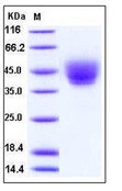 Human CD226 / DNAM-1 Recombinant Protein (His Tag)(Discontinued)