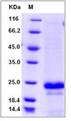 Human CD20 / MS4A1 Recombinant Protein (aa 213-297, His Tag)(Discontinued)