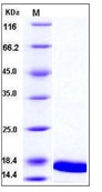 Mouse TNF-alpha / TNFA Recombinant Protein(Discontinued)