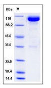 Mouse BCAM Recombinant Protein (Fc Tag)(Discontinued)