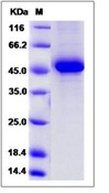 Mouse TNFSF13 Recombinant Protein (Fc Tag)(Discontinued)