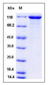 Human VCL / Vinculin Recombinant Protein (His Tag)(Discontinued)