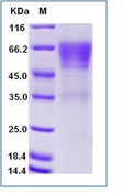 Human CD27 Recombinant Protein (Fc Tag)(Discontinued)