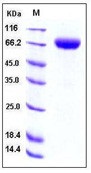 Human 2B4 / SLAMF / CD244 Recombinant Protein (Fc Tag)(Discontinued)