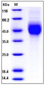 Human 2B4 / SLAMF / CD244 Recombinant Protein (His Tag)(Discontinued)