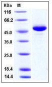 Human BLyS / TNFSF13B / BAFF Recombinant Protein (Fc Tag)(Discontinued)