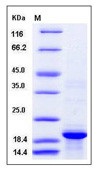 Human BLyS / TNFSF13B / BAFF Recombinant Protein(Discontinued)