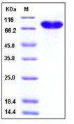 Human CD14 Recombinant Protein (Fc Tag)(Discontinued)