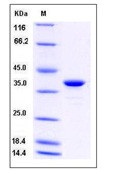 Human GAPDH Recombinant Protein (His Tag)(Discontinued)