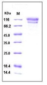 Human CD34 Recombinant Protein (Fc Tag)(Discontinued)