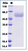 Human CD155 / PVR Recombinant Protein(Discontinued)