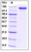 Human CD31 / PECAM1 Recombinant Protein (Fc Tag)(Discontinued)