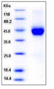 Human Cystatin 7 / CST7 Recombinant Protein (His Tag)(Discontinued)