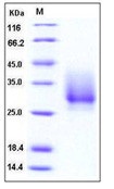 Human CD147 / EMMPRIN / Basigin Recombinant Protein (His Tag)(Discontinued)