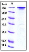 Human HER3 / ErbB3 Recombinant Protein (Fc Tag)(Discontinued)