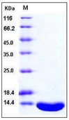 Human Leptin Recombinant Protein(Discontinued)