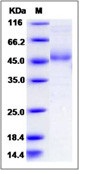 Human LY86 / MD-16 Recombinant Protein (Fc Tag)(Discontinued)