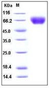 Human ICAM-1 / CD54 Recombinant Protein (His Tag)(Discontinued)