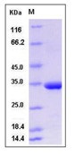 Human MMP-3 Recombinant Protein(Discontinued)