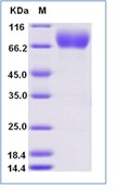 Human CD226 Recombinant Protein (Fc Tag)(Discontinued)