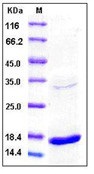 Human TNF-alpha / TNFA Recombinant Protein(Discontinued)